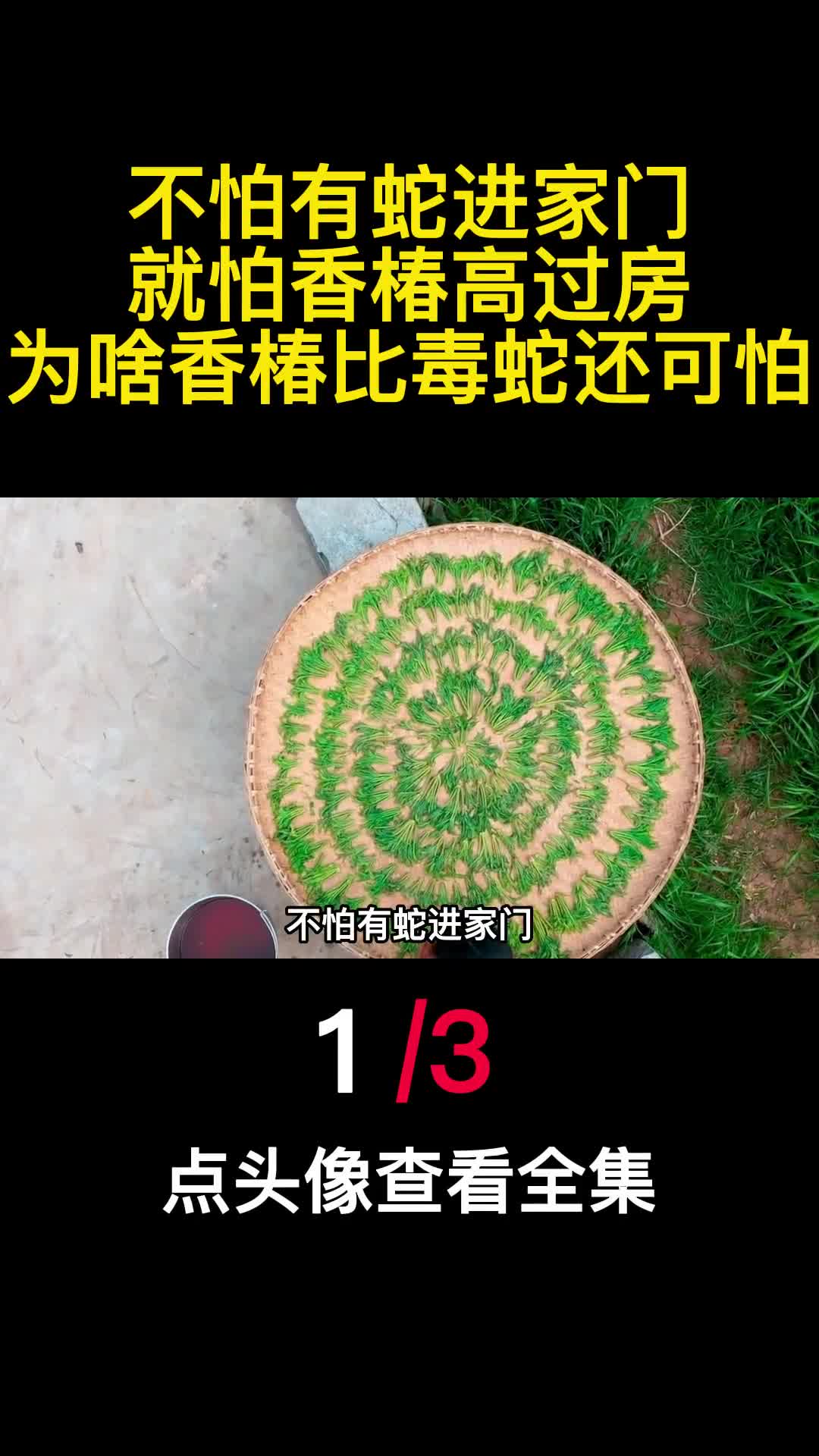 不怕有蛇进家门就怕香椿高过房为啥香椿比毒蛇还可怕1