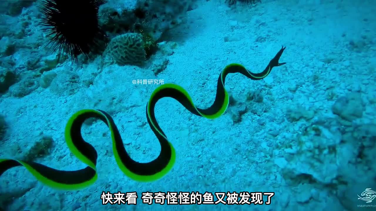 最新发现的海洋十大剧毒生物最后一个好漂亮二