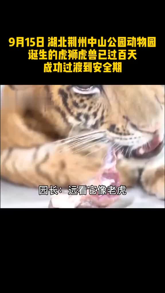 萌物来袭世界唯一虎狮虎兽宝宝满百天已度过危险期希望它茁壮成长