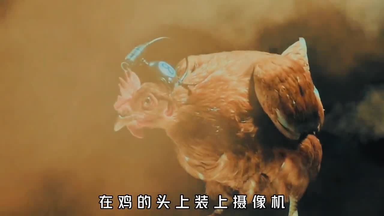 摄像机中的战斗鸡纯天然的稳定器任你左右摇摆我自稳如泰山