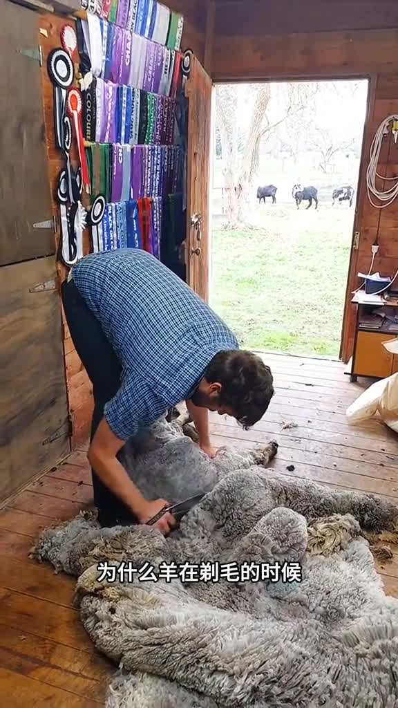 剪羊毛为何不会反抗为啥用普通剪刀不用高效的电动剃刀