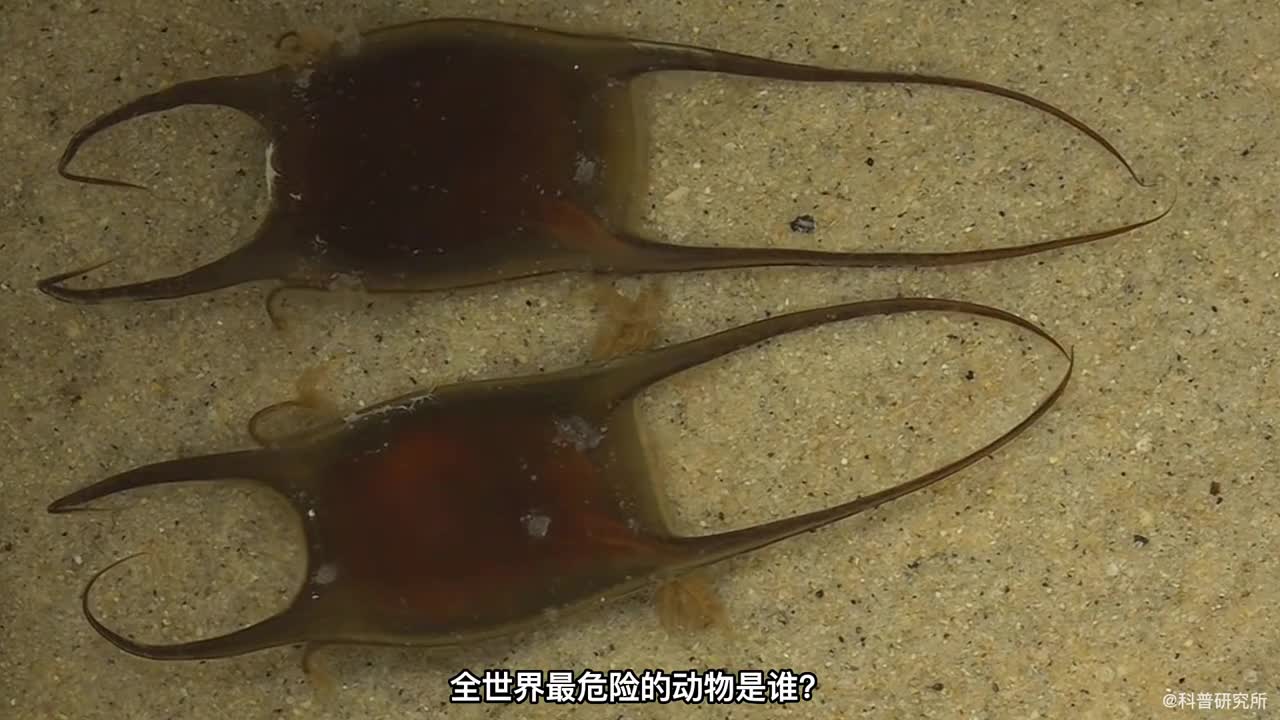 世界上最危险的十种动物最后一个你绝对意想不到三