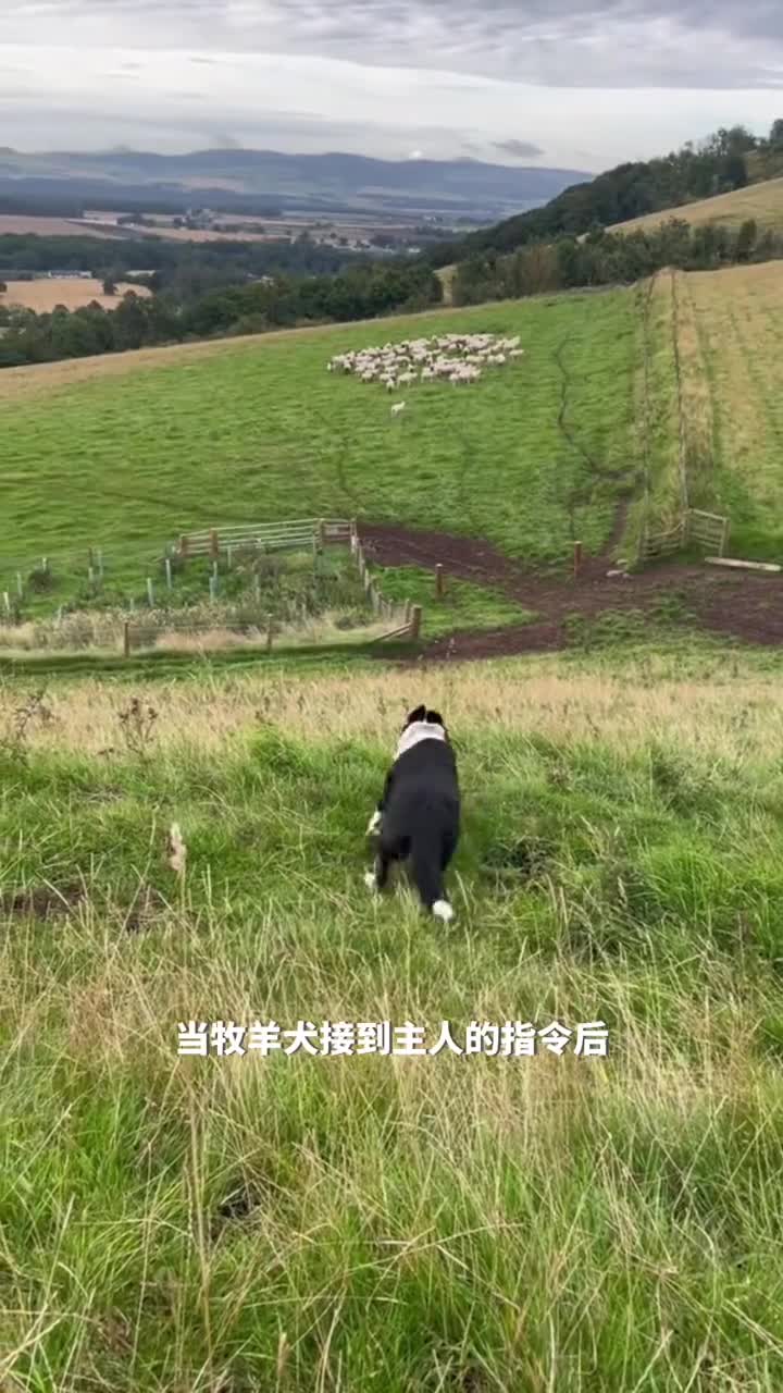 释放牧羊犬的潜力边境牧羊犬令人惊叹的驱赶羊群能力