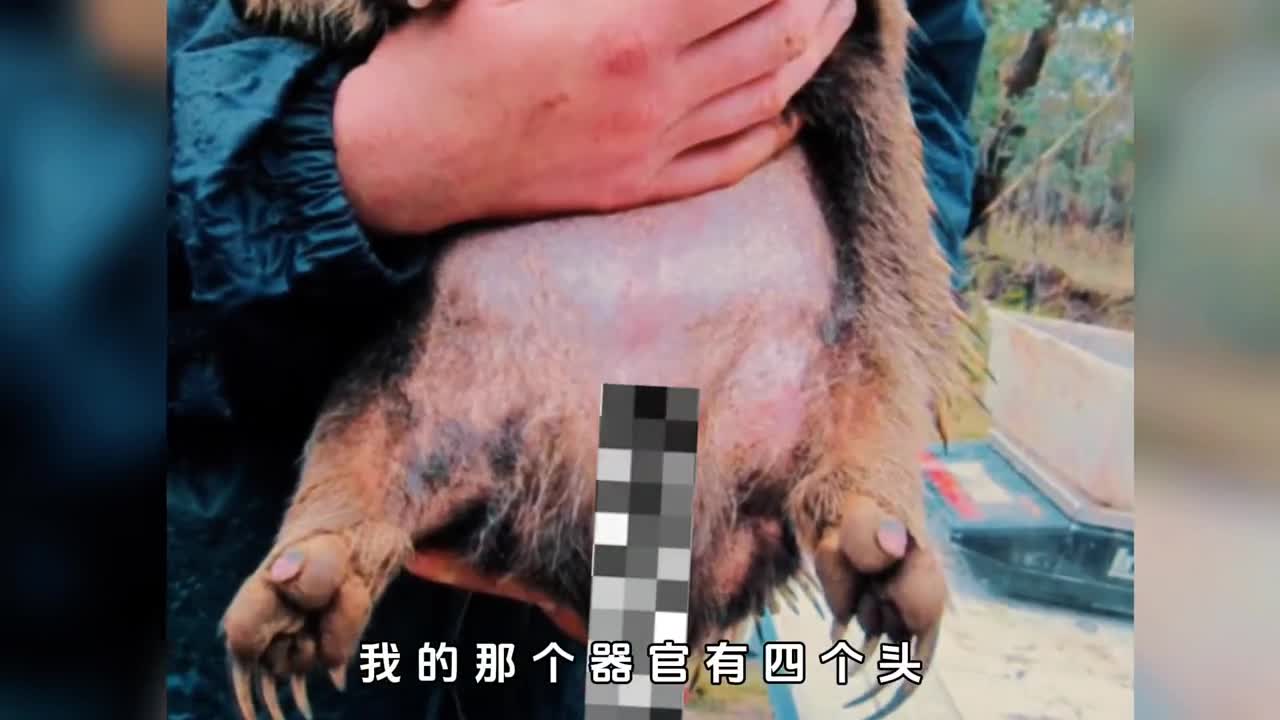 脑洞大开的针鼹动物界中最奇葩的动物之一