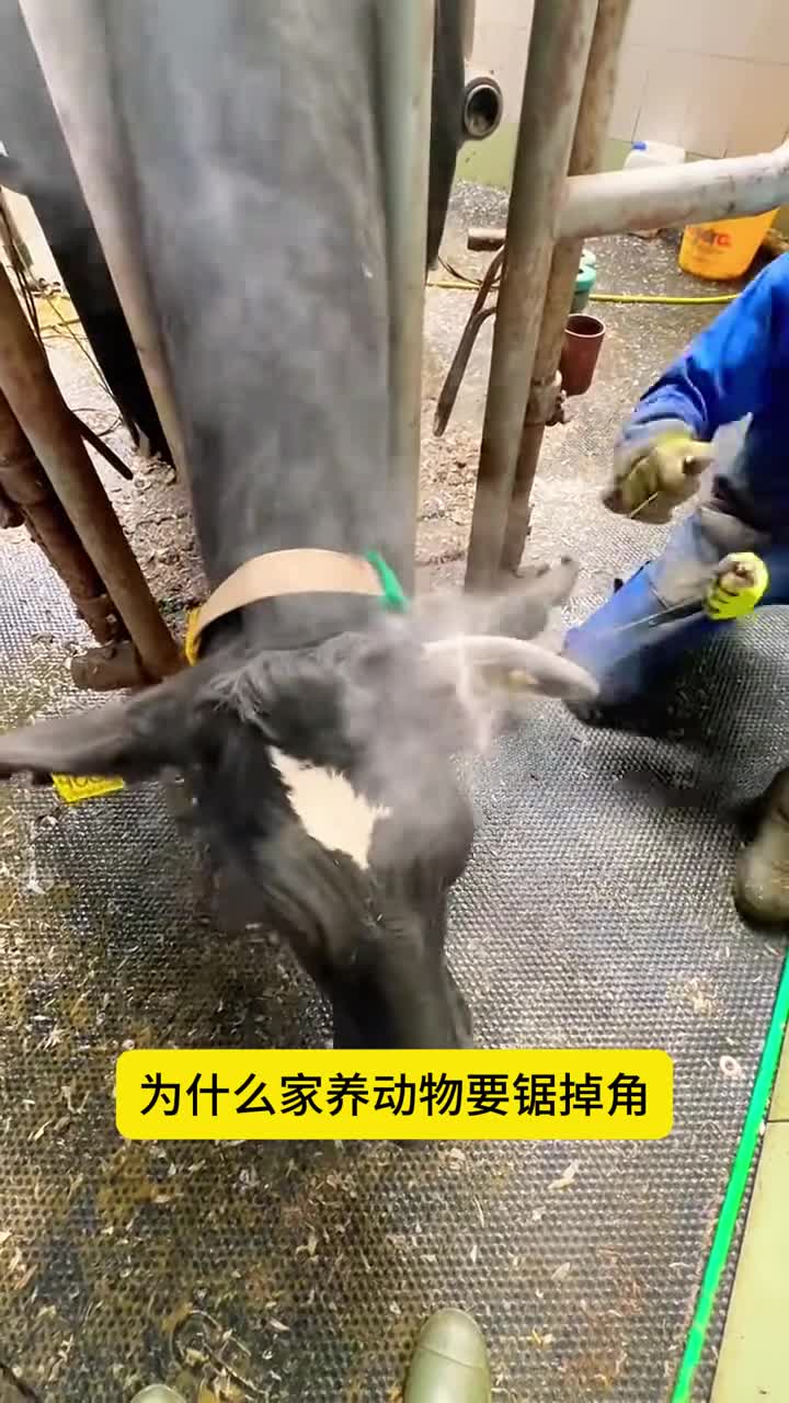 家养动物要锯掉角为啥野生的不用