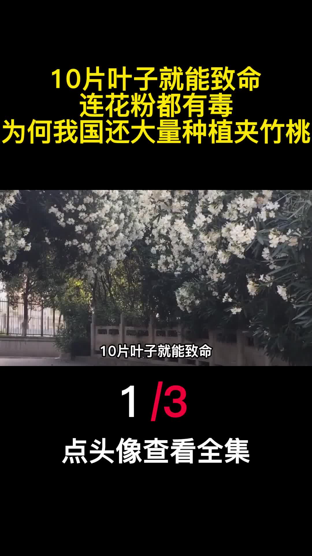 10片叶子就能致命连花粉都有毒为何我国还大量种植夹竹桃1