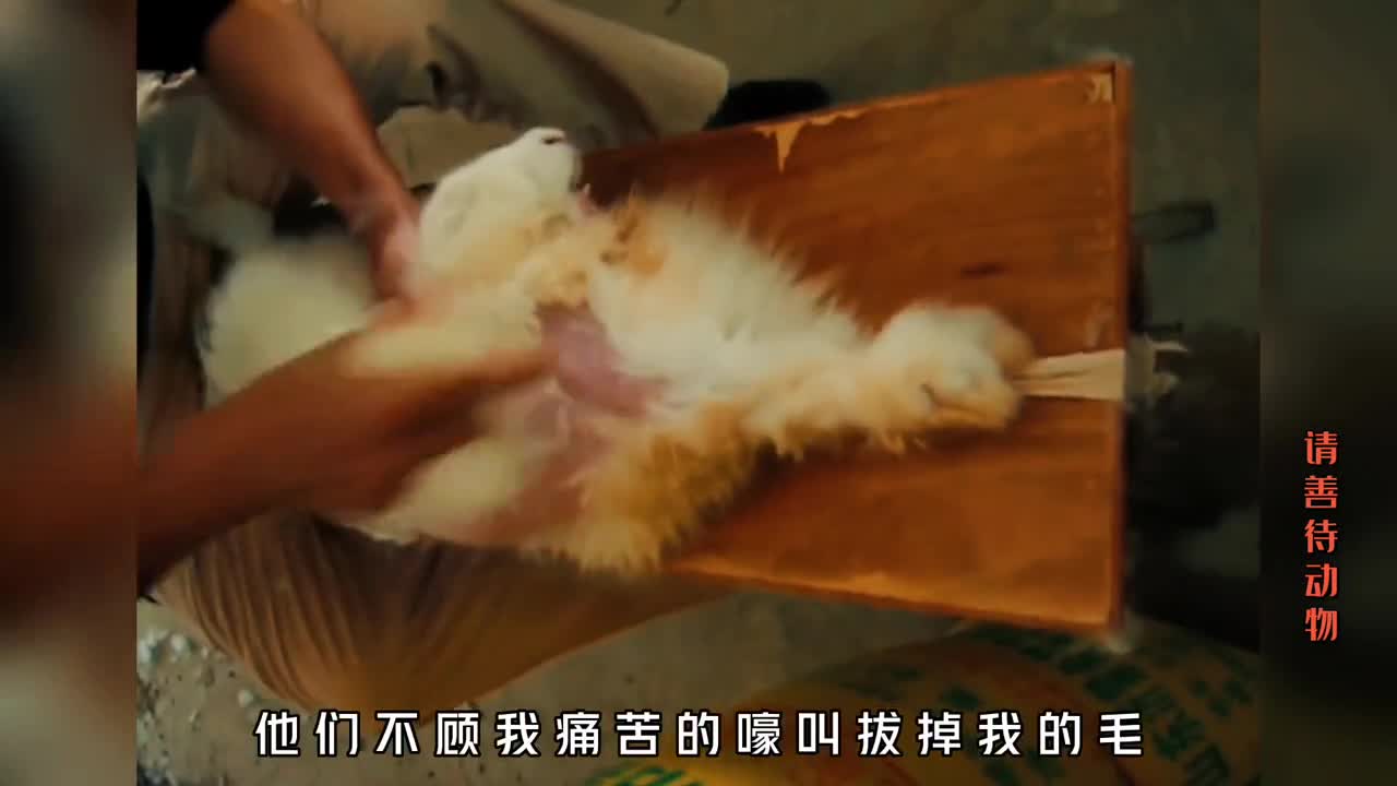 这世界最残忍的皮草兔毛究竟是如何养成的看完你还想穿吗