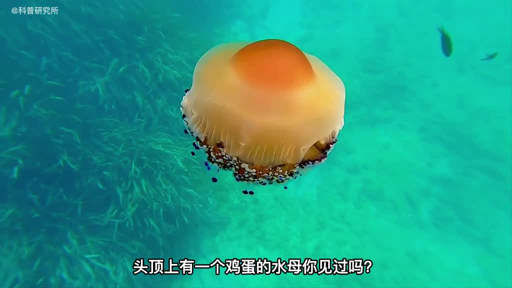 居然发现了一种特别造型的水母还有各种神奇水母大盘点一