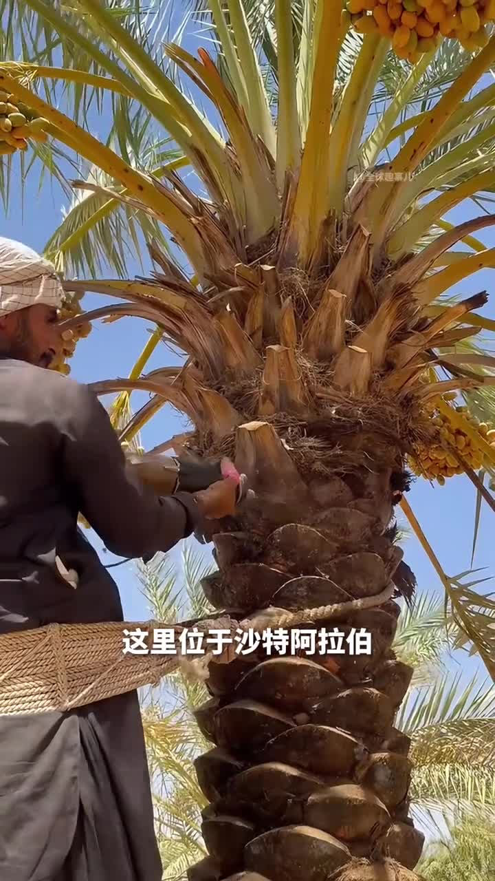 椰枣树修剪给椰枣树刮胡子看着超解压