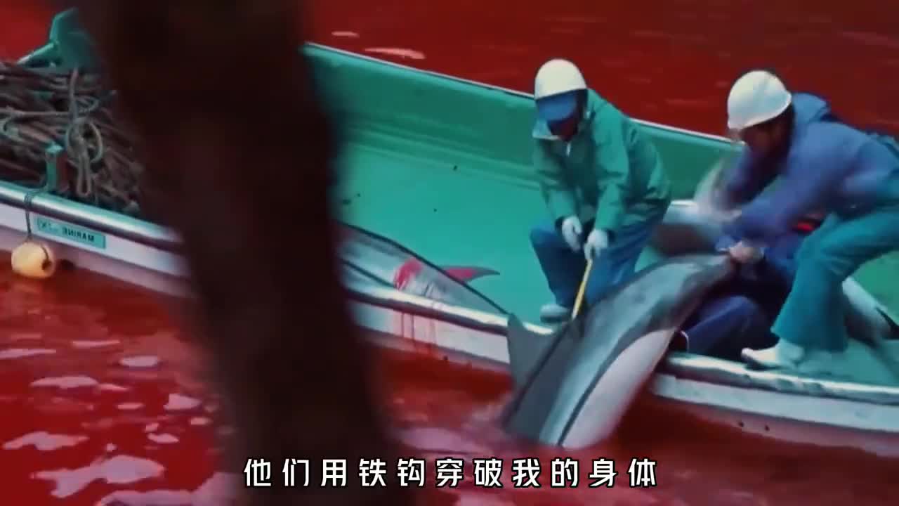 在利益面前生命真的一文不值吗日本杀海豚节有多可怕