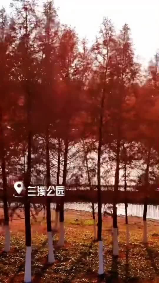 去兰溪公园看落羽杉吧落在生命里的风和光都是好天气来源文旅浦口