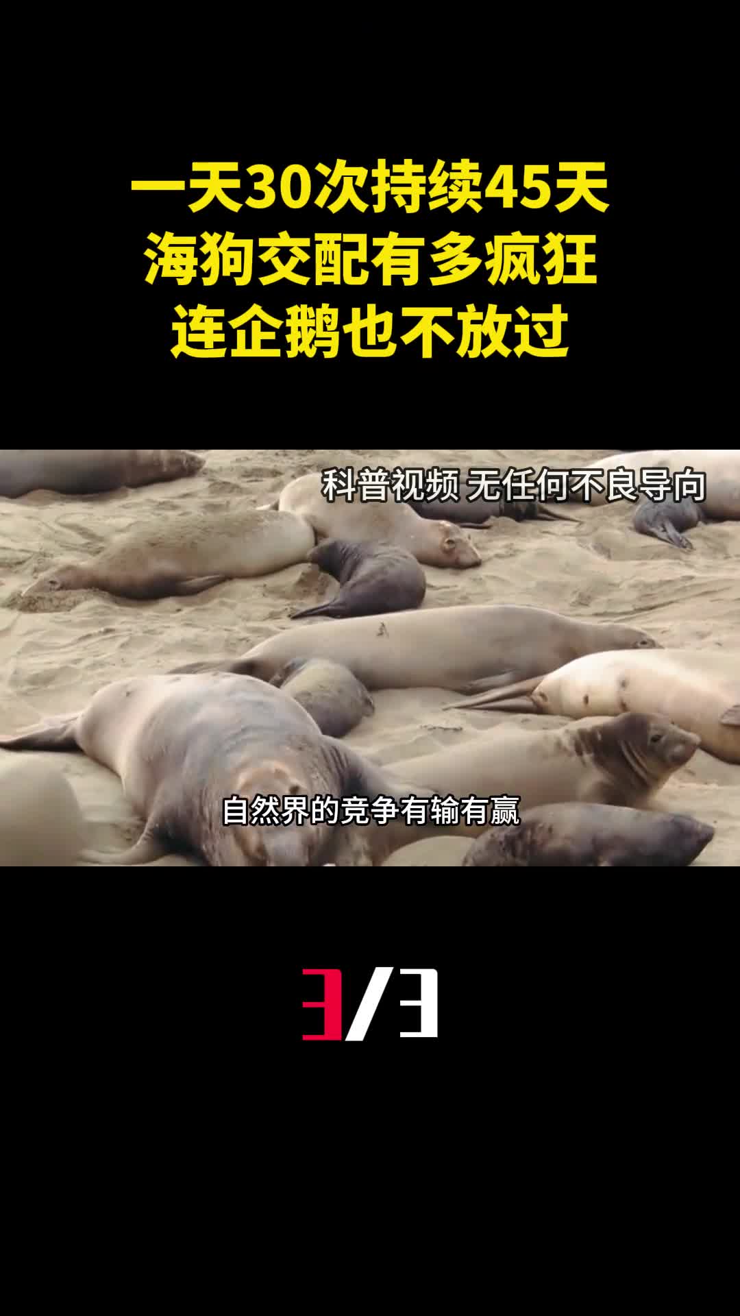 一天30次持续45天海狗交配到底有多疯狂连企鹅也不放过3