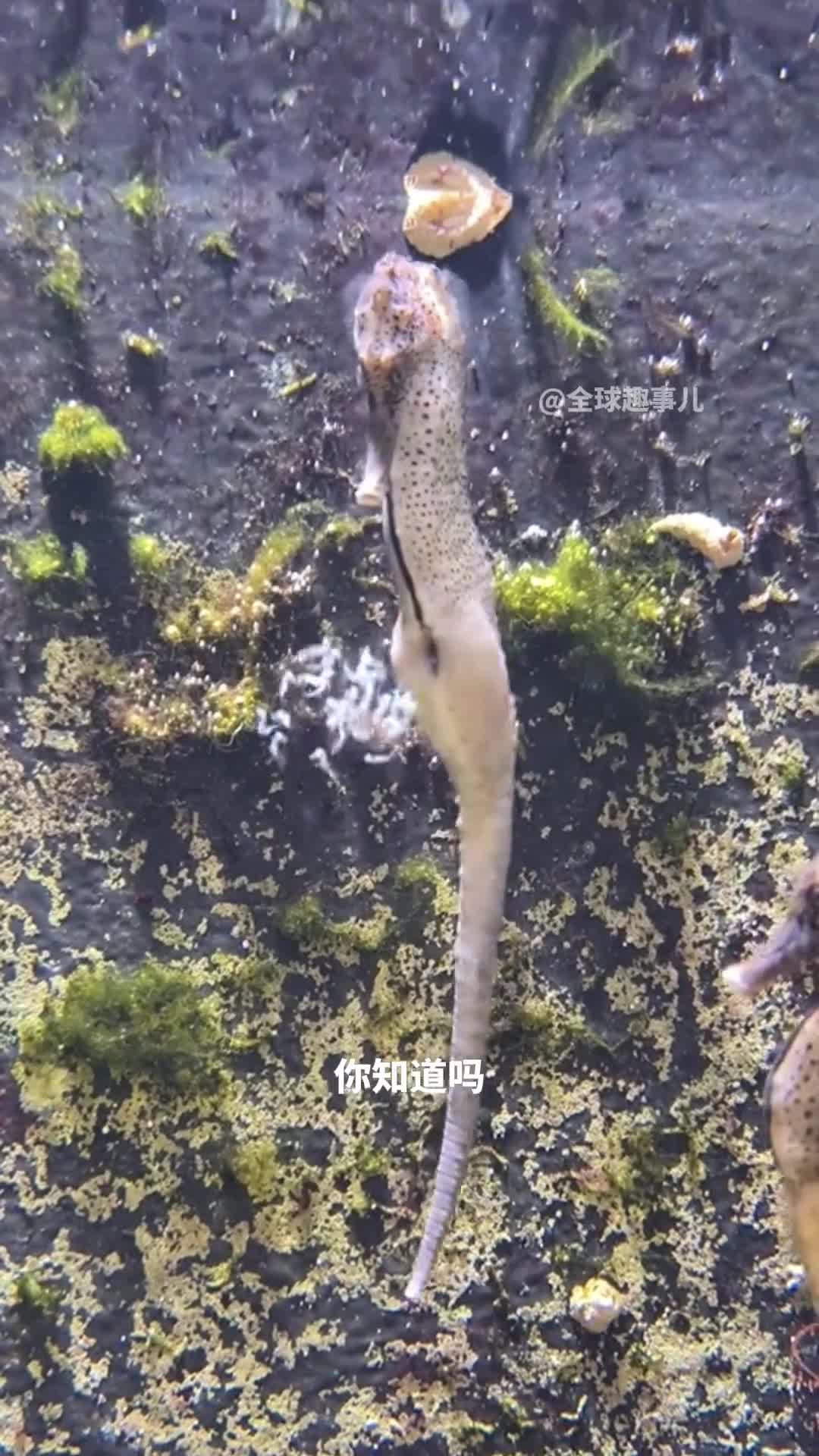 动物界中罕见的爸爸生宝宝海马颠覆了传统生育模式