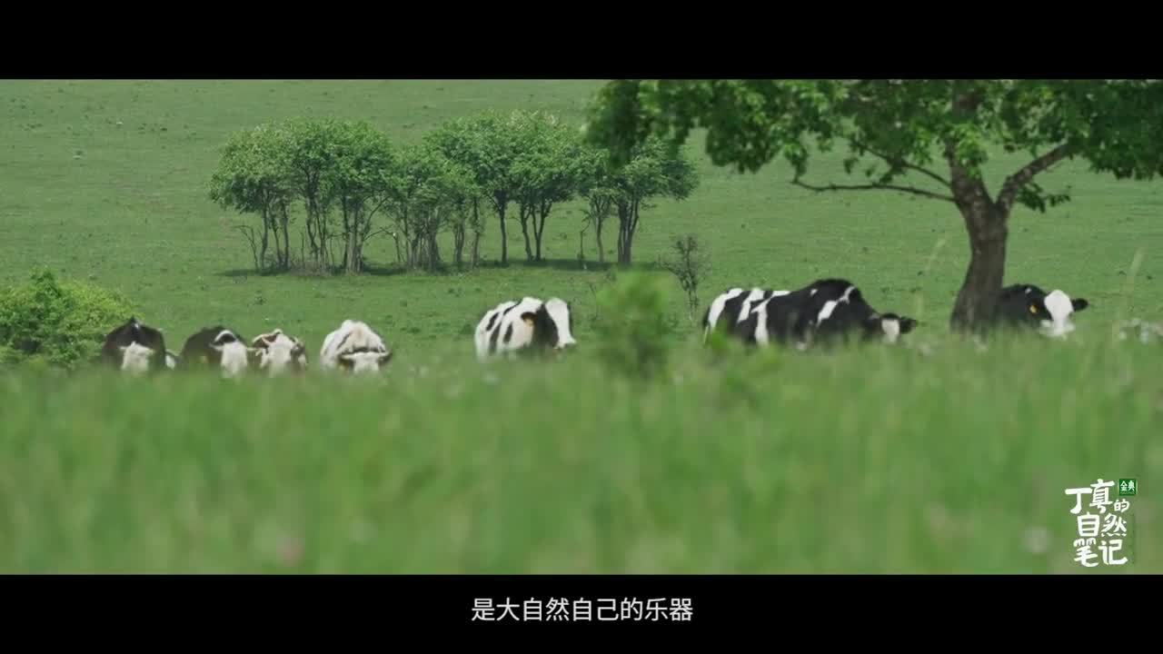 你从没想过会追着牛录它们的声音跟随