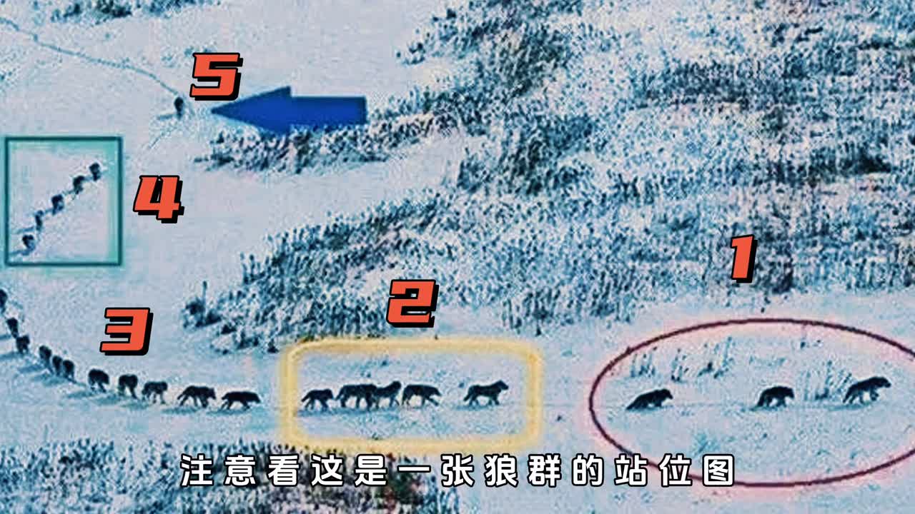 一张无意间拍下的照片揭露了狼群真正的战斗力