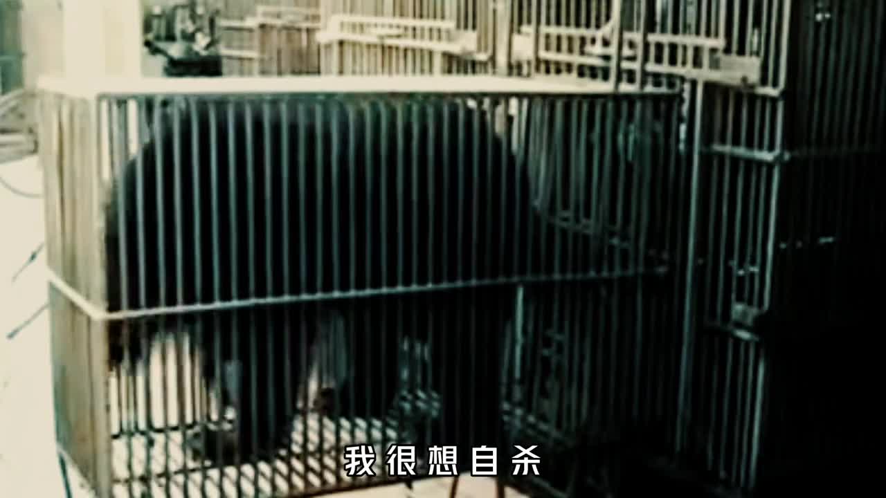 活取熊胆汁究竟有多残忍看完你会有什么想法