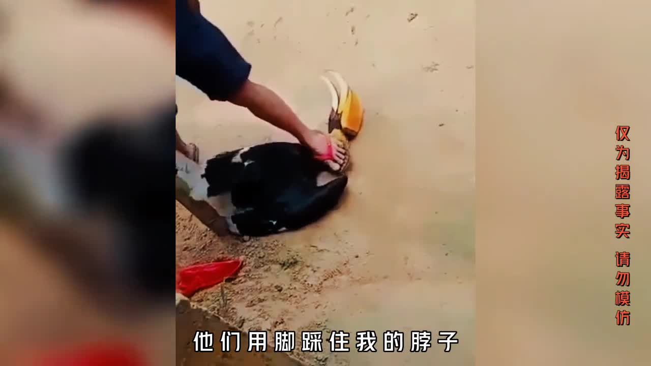 盔犀鸟是如何一步步被人类灭绝的人类真是利益至上的动物吗