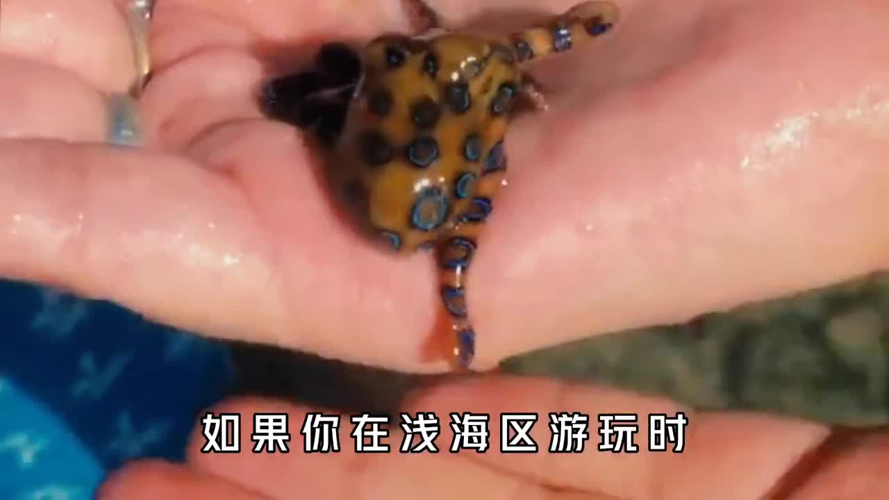 蓝环章鱼是毒性最强的动物之一在浅海区游荡碰到它该怎么办