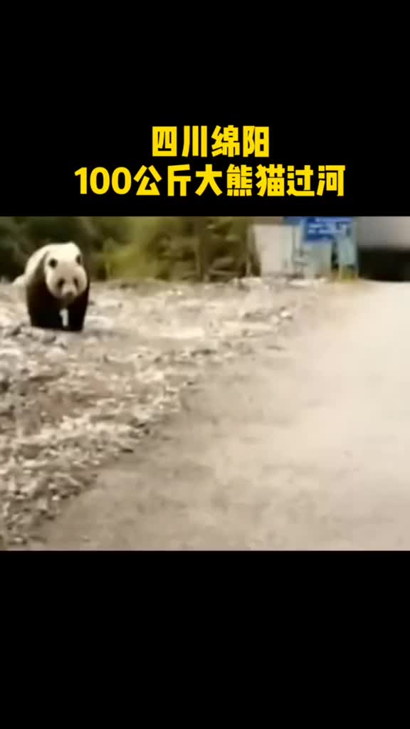 大熊猫过河去树林重达100公斤还被激流冲出好几米