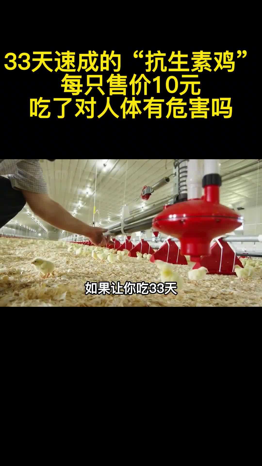 33天速成的抗生素鸡每只售价10元吃了对人体有危害吗1
