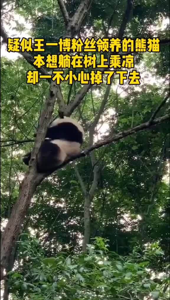 熊猫对自己体重过于自信的后果网友现在知道大熊猫为什么稀缺了