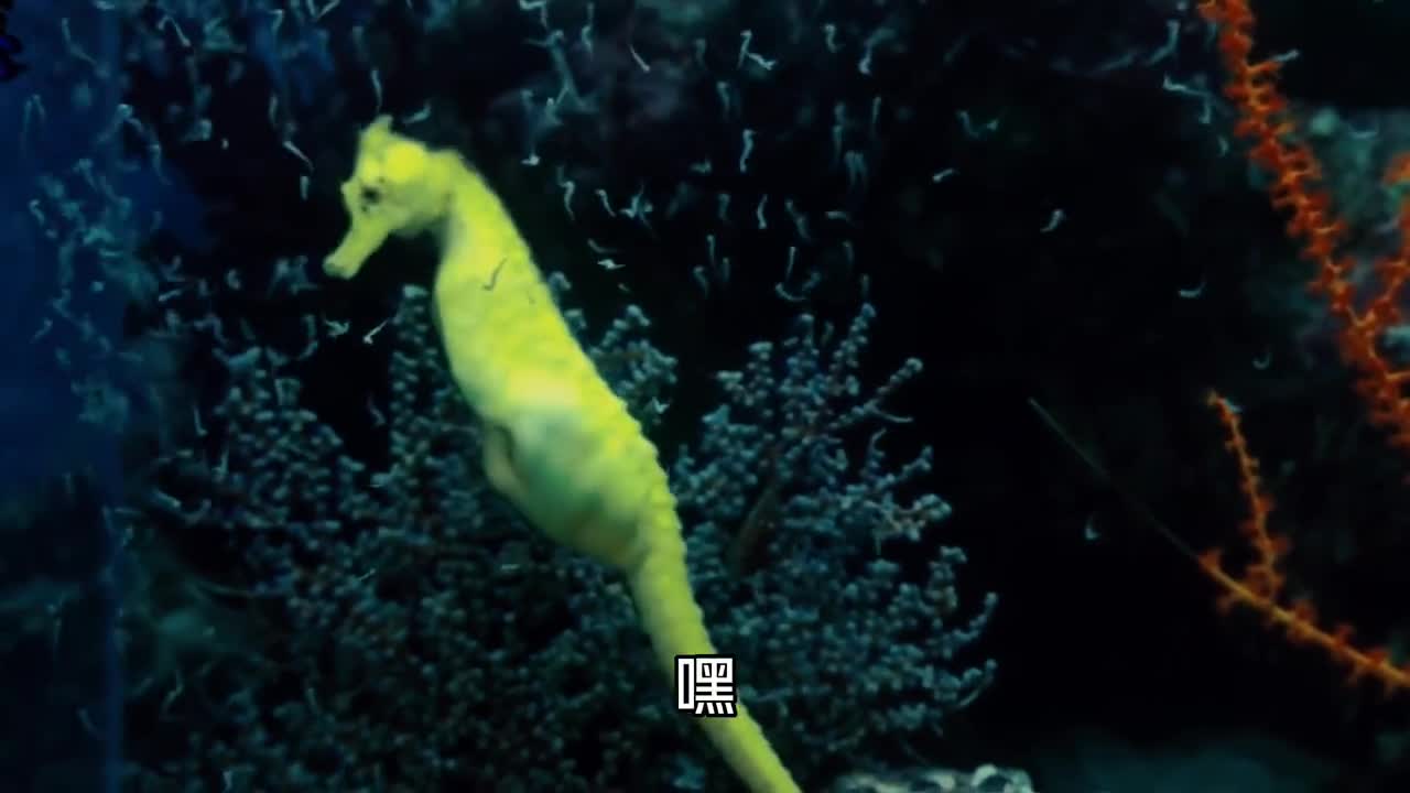 海马是世界上唯一由爸爸生育后代的动物为什么它们会如此奇特