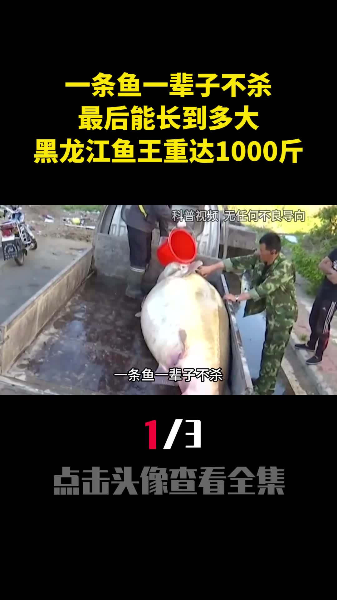 一条鱼一辈子不杀最后能长到多大黑龙江鱼王重达1000多斤1