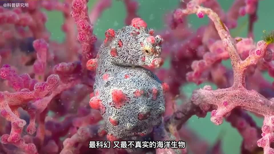 梦幻又好看的十大海洋生物最后一种非常罕见一