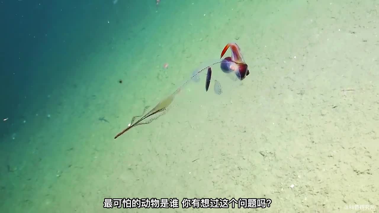 世界上最危险的十种动物最后一个你绝对意想不到二