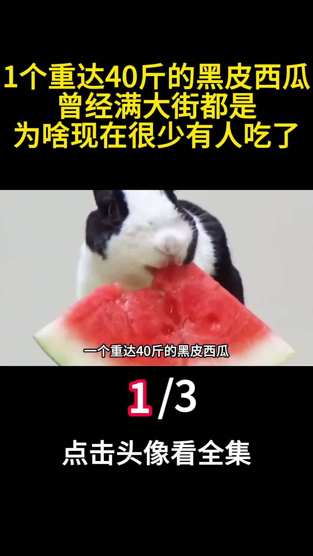 1个重达40斤的黑皮西瓜曾经满大街都是为啥现在很少有人吃了1