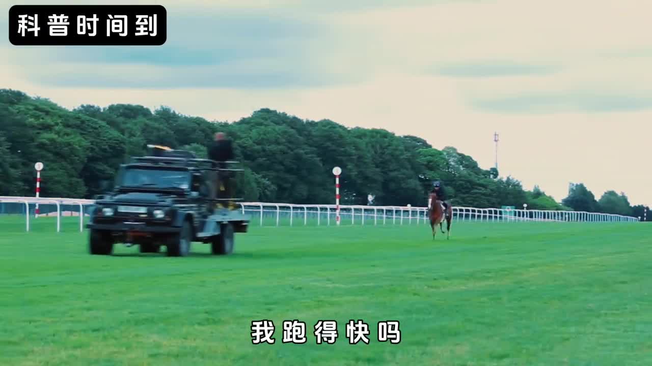 赛马的一生究竟有多悲惨