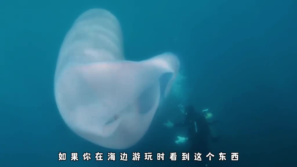 海洋中的巨大垃圾袋竟然由虫子组成它究竟有多奇特