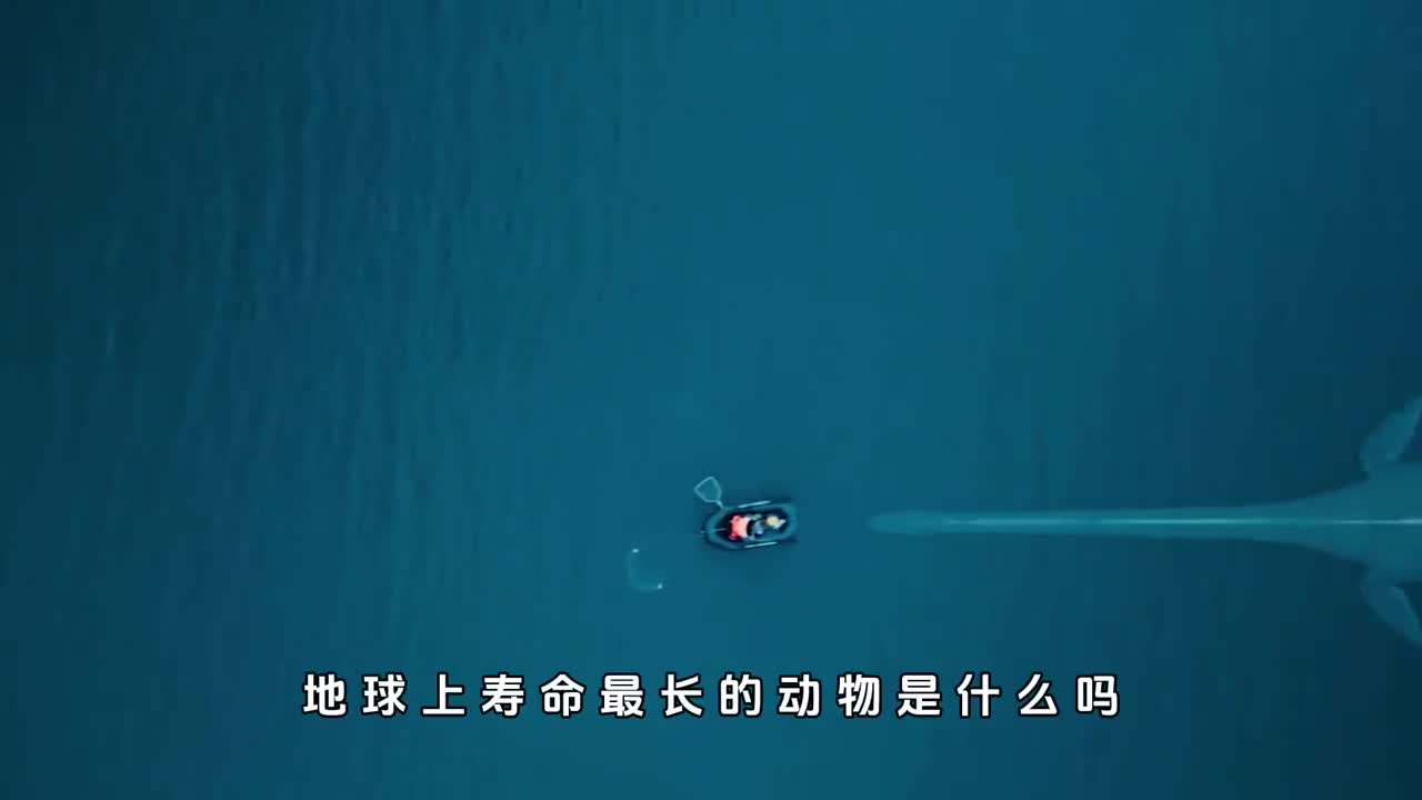 地球动物寿命排名第一名竟然可以永生