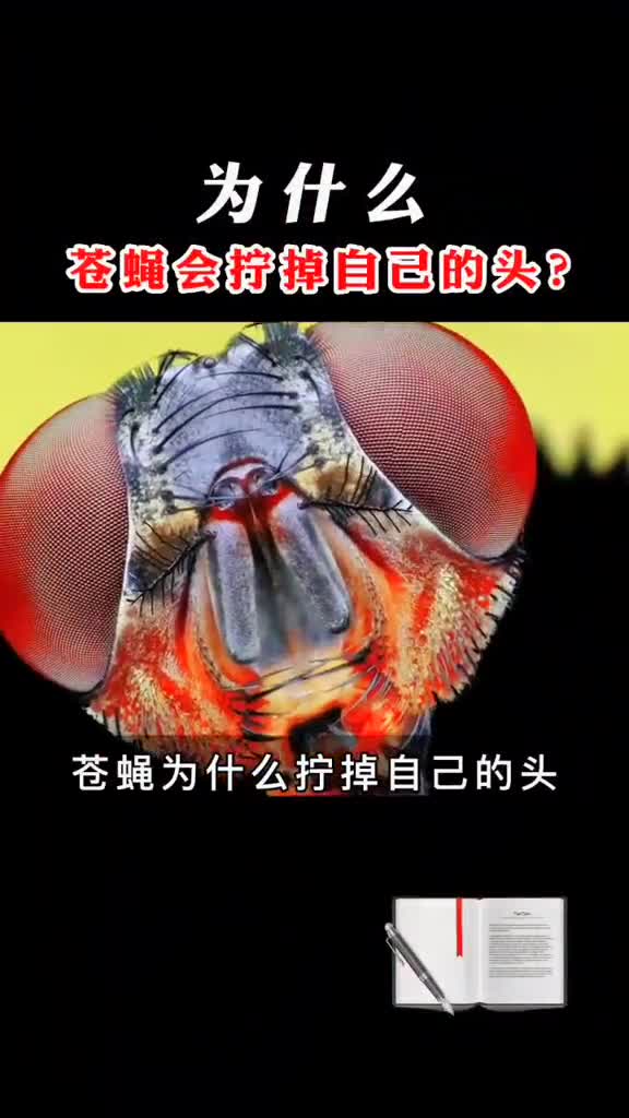 为什么苍蝇会拧掉自己的头