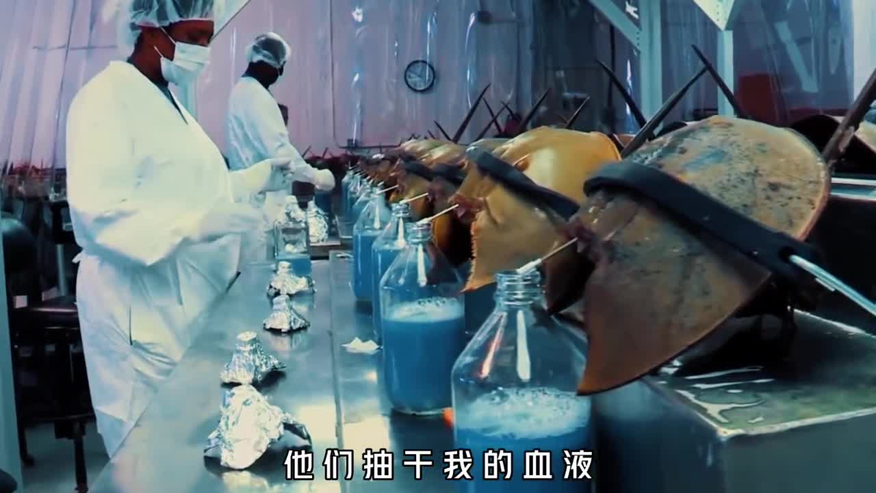 在地球上生存了5亿年却沦为人类的血奴它的一生有多悲惨