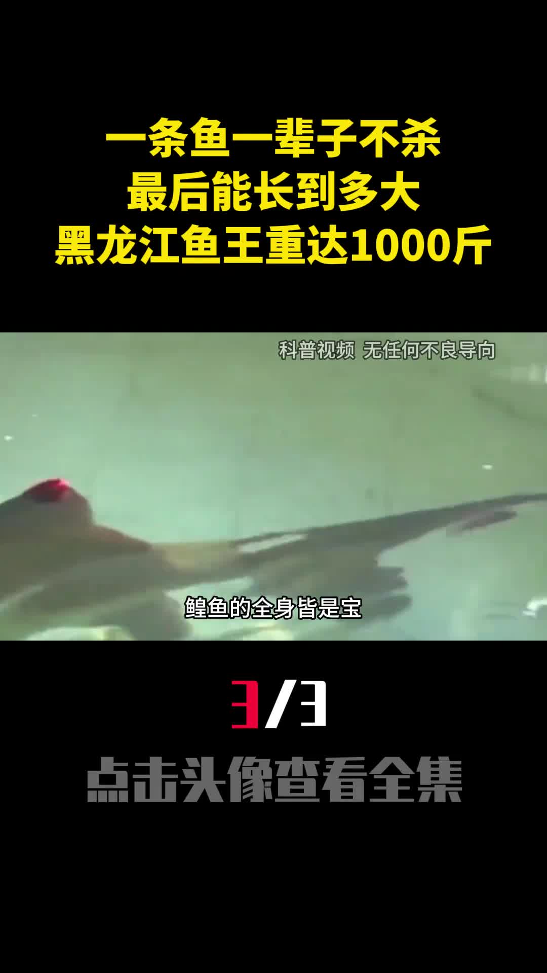 一条鱼一辈子不杀最后能长到多大黑龙江鱼王重达1000多斤3