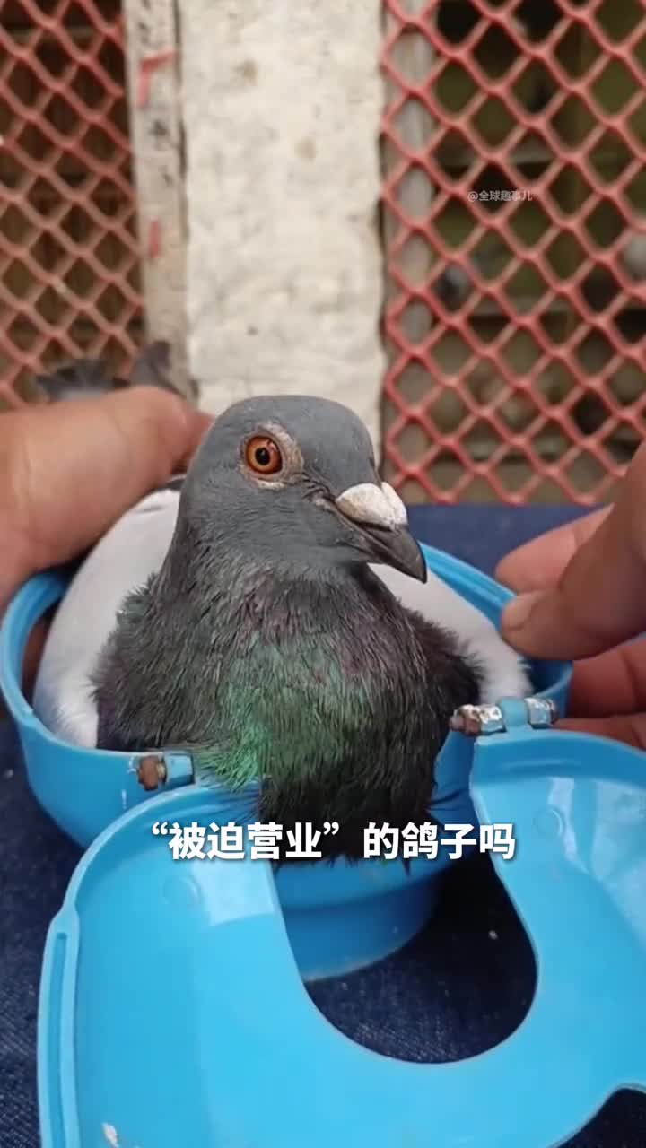 鸽子固定器养鸽高手的秘密武器竟能让鸽子乖乖就范