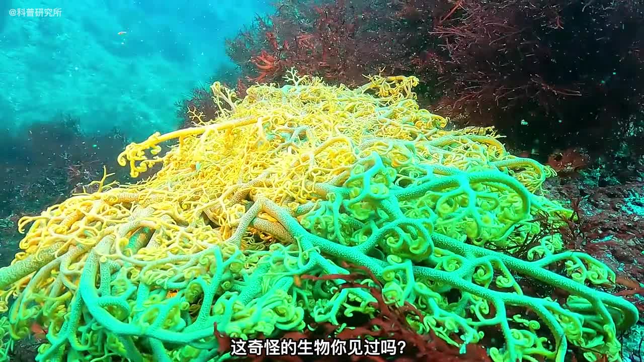 像怪兽一样的海洋生物许多人都没见过奇怪生物大盘点一