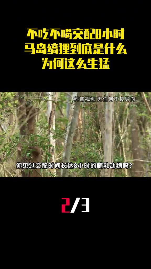 不吃不喝交配8小时马岛缟狸到底是什么生物为何这么生猛2