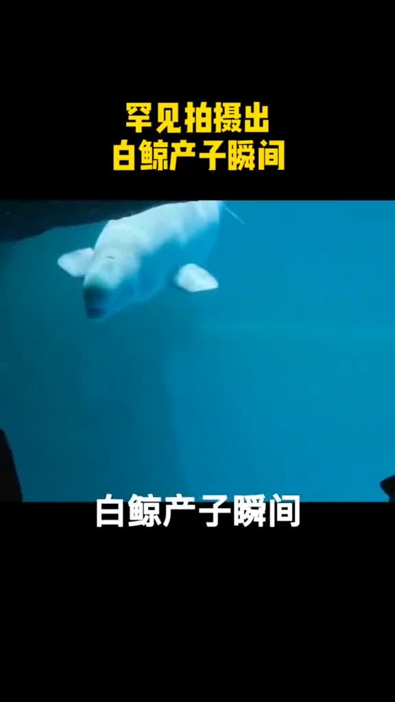 可爱罕见实拍白鲸产子瞬间似游虫蠕动羡慕一生下来就会游泳的小宝宝吗