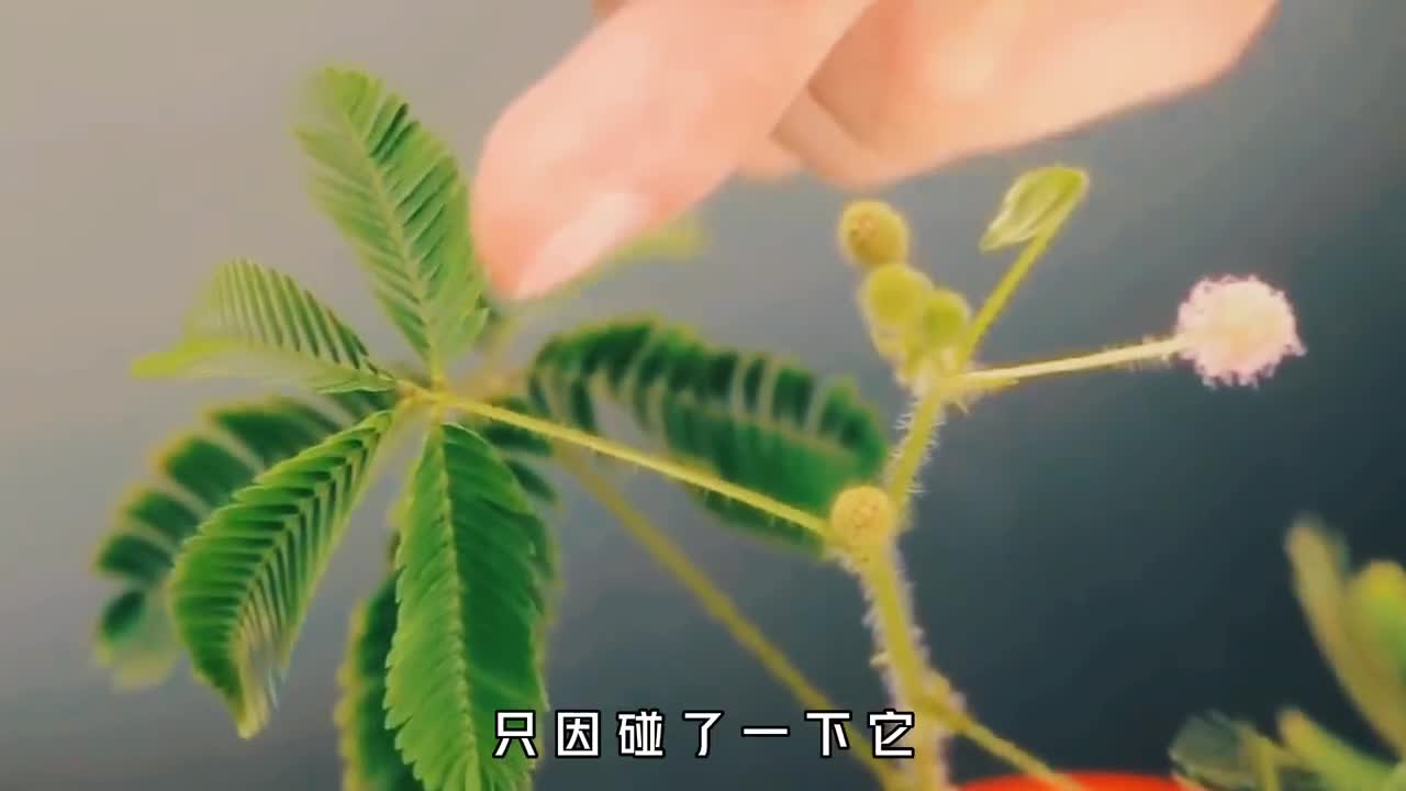 横行欧洲的毒草究竟有多可怕碰一下轻则灼伤重则当场去世