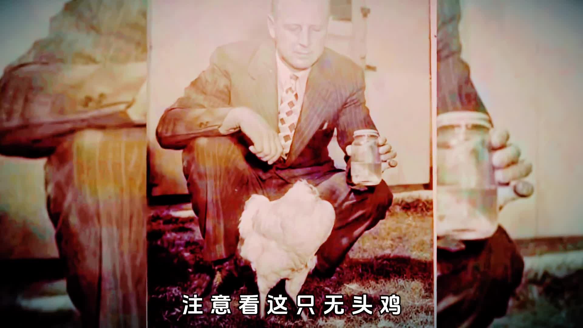 鸡中巨星无头竟还能活18个月这是啥原因