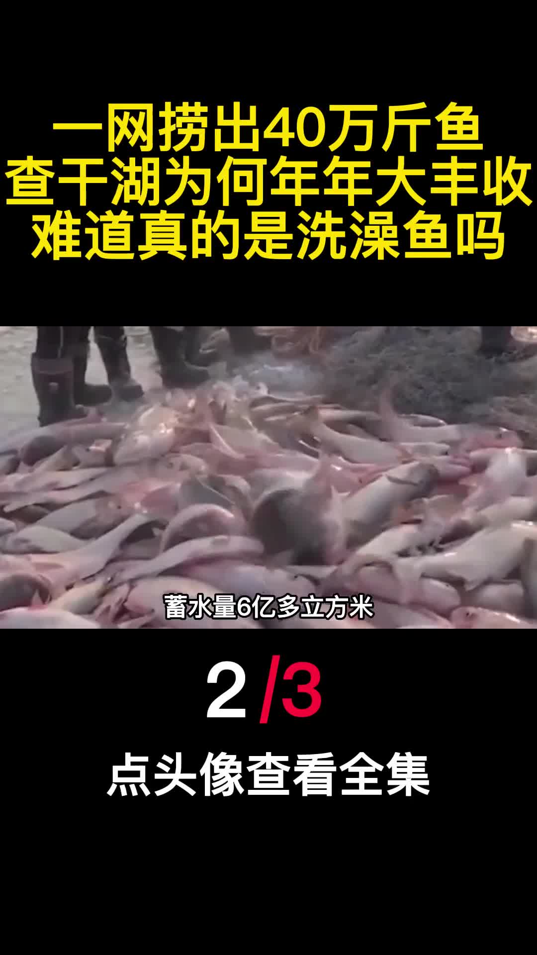 一网捞出40万斤鱼查干湖为何年年大丰收难道真的是洗澡鱼吗2