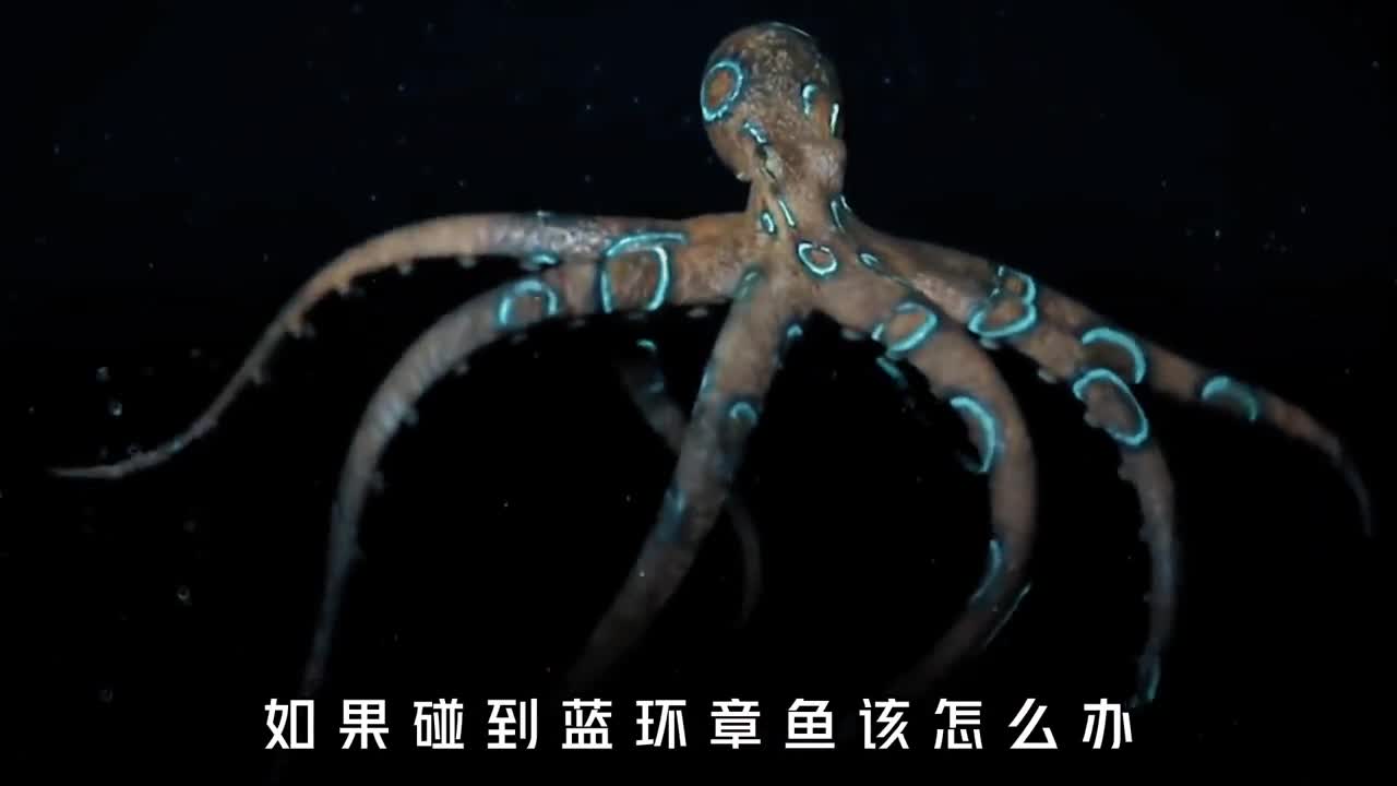 浅海区最毒生物蓝环章鱼如果遇到它该怎么办