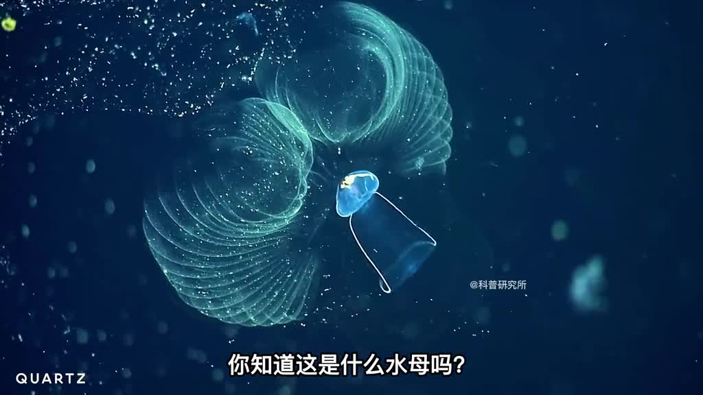 只出现过一次的稀有水母你见过了吗还有10种好看的水母对比你觉得哪个最好看三