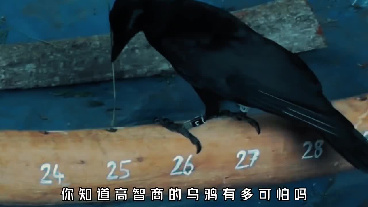 超高智商的乌鸦究竟有多可怕善于使用工具能记住仇人一辈子