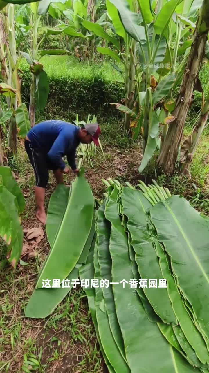 香蕉园不摘香蕉只为叶原来香蕉叶还有这么多用途