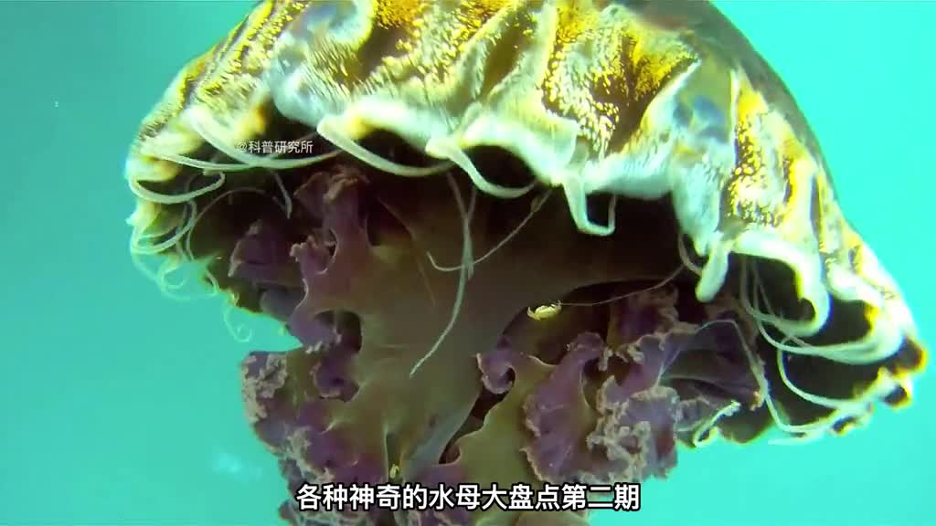 居然发现了新型水母还有20种奇怪水母大盘点二