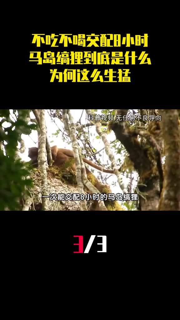 不吃不喝交配8小时马岛缟狸到底是什么生物为何这么生猛3