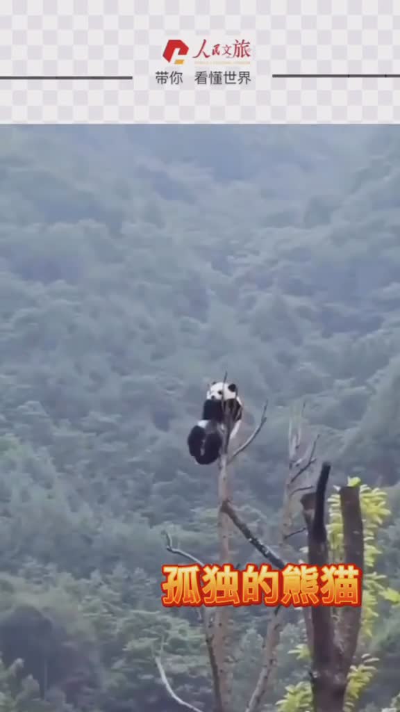 熊猫晃起我的小jiojio无敌是多么寂寞